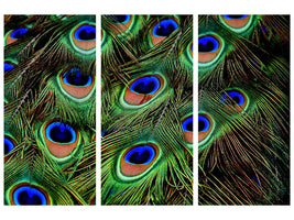 3-piece-canvas-print-peacock-feathers-xxl