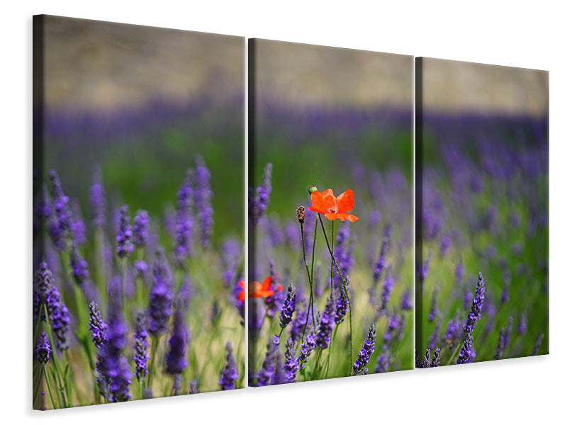 3-piece-canvas-print-poppy-in-the-lavender