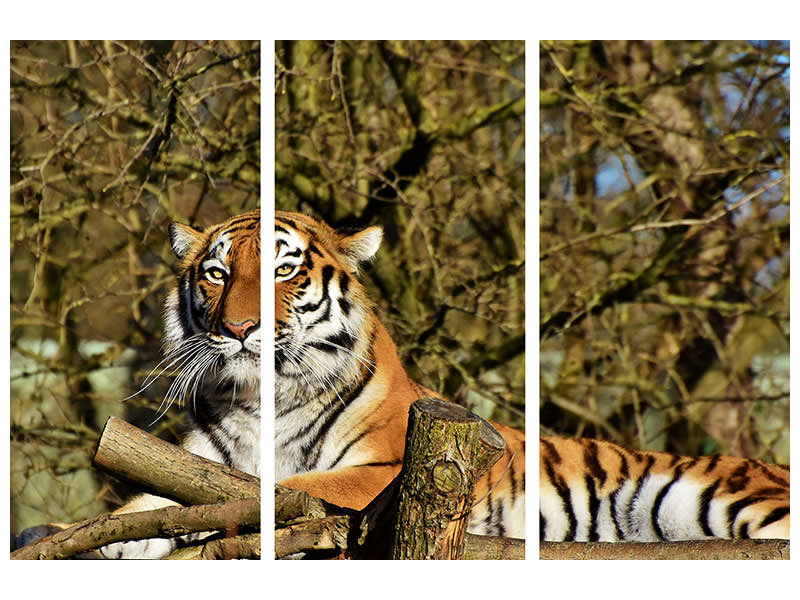 3-piece-canvas-print-proud-tiger