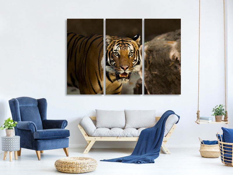 3-piece-canvas-print-sibirian-tiger