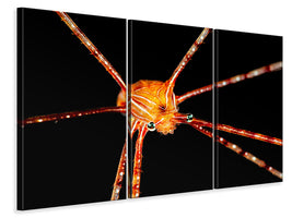 3-piece-canvas-print-spider-squat-lobster