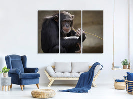 3-piece-canvas-print-sweet-chimpanzee