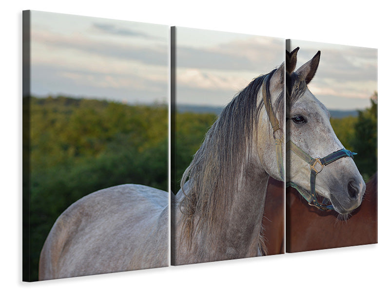 3-piece-canvas-print-the-arabian-thoroughbred