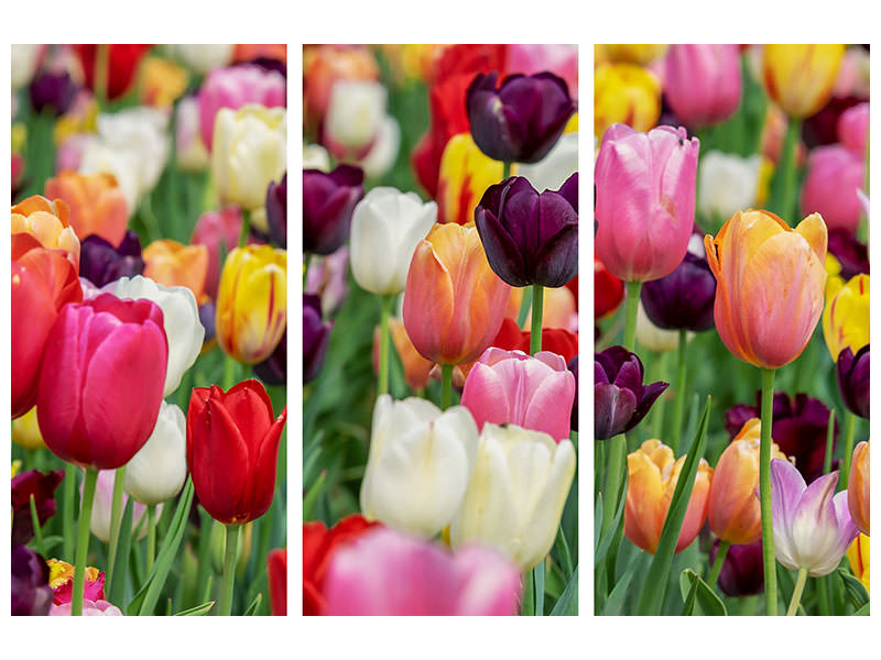 3-piece-canvas-print-the-colors-of-the-tulips