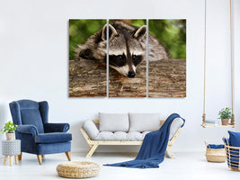 3-piece-canvas-print-the-cute-raccoon