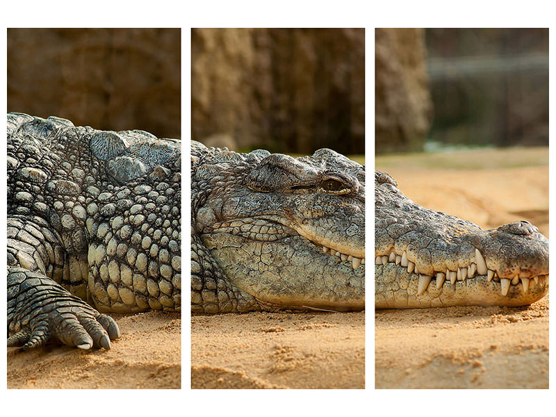 3-piece-canvas-print-the-nile-crocodile