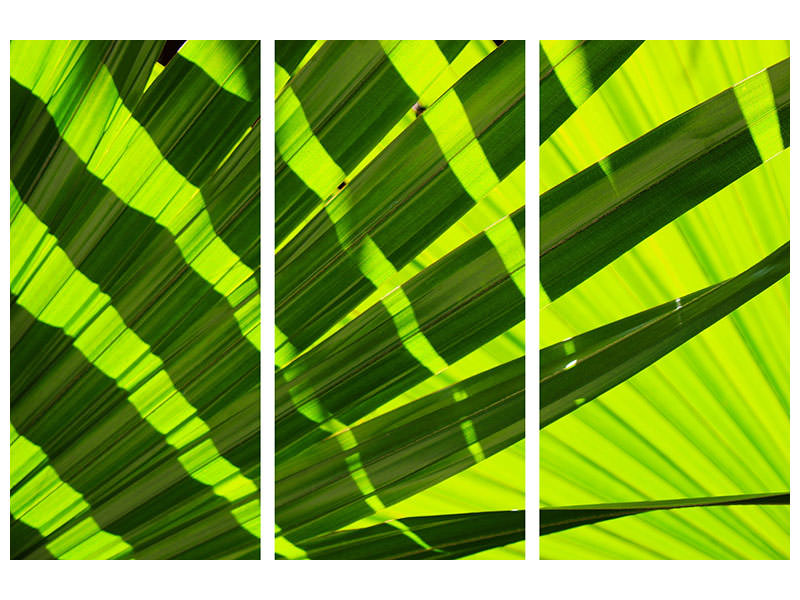 3-piece-canvas-print-the-palm-leaf-in-xl