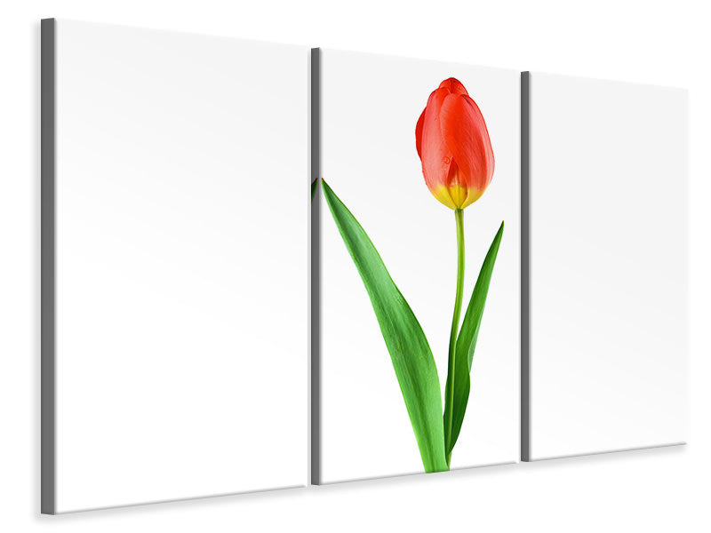 3-piece-canvas-print-the-proud-tulip