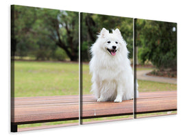 3-piece-canvas-print-the-spitz-as-a-young-dog