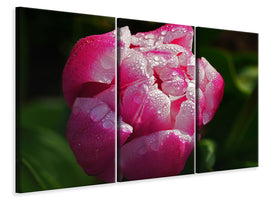 3-piece-canvas-print-tulip-with-morning-dew-in-xl