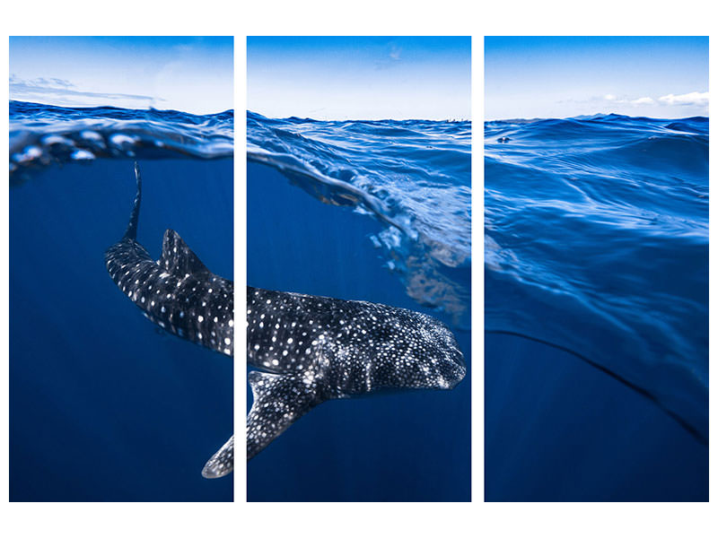 3-piece-canvas-print-whale-shark-on-split-level