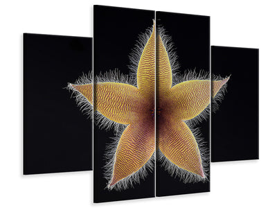 4-piece-canvas-print-stapelia-grandiflora