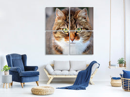 4-piece-canvas-print-tiger-cat