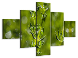 5-piece-canvas-print-fresh-thyme