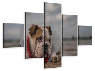 5-piece-canvas-print-the-vet-gave-me-this-collarand-i-am-not-happy-with-it