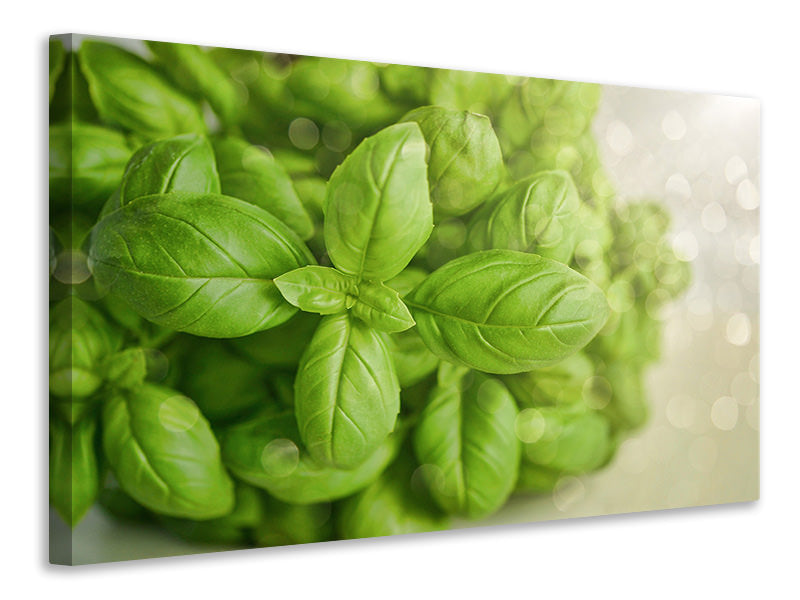 canvas-print-a-bouquet-of-basil