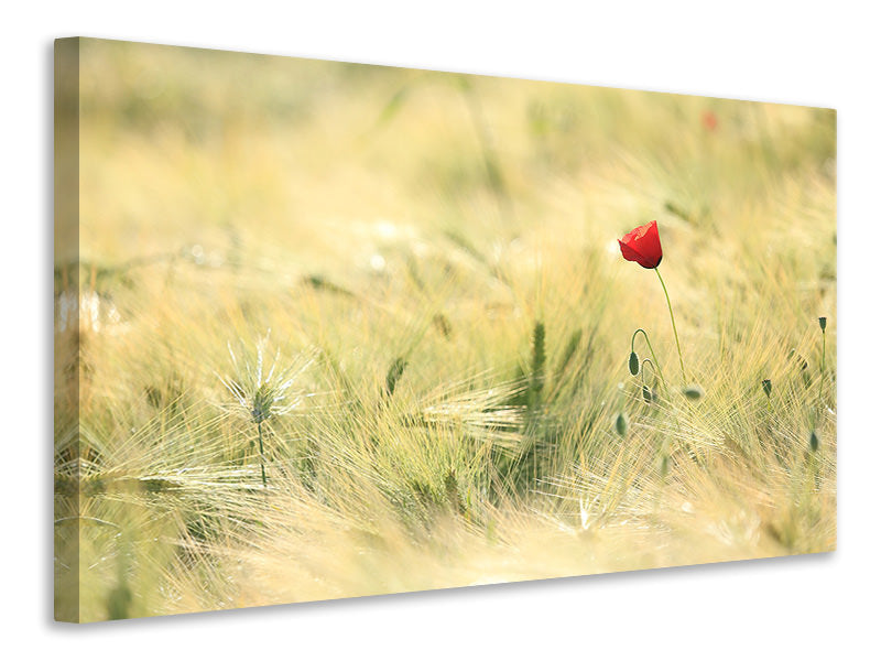 canvas-print-a-poppy