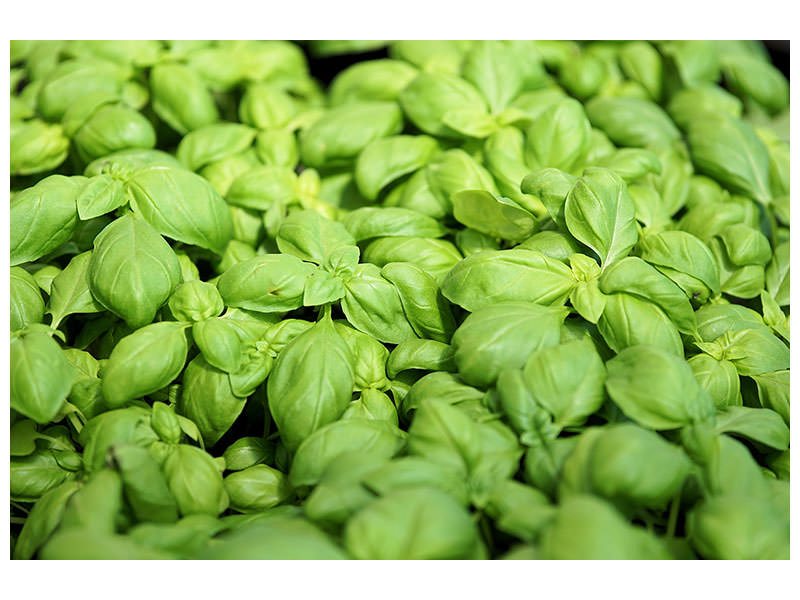 canvas-print-all-basil