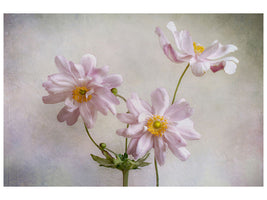 canvas-print-anemones