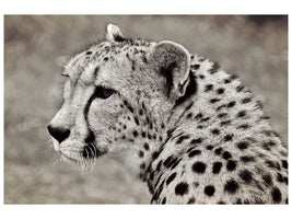 canvas-print-beautiful-cheetah
