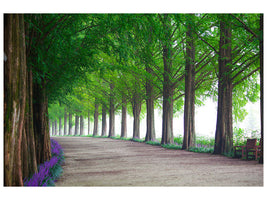 canvas-print-beautiful-tree-avenue