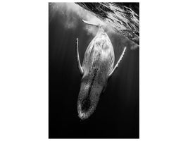 canvas-print-black-whale