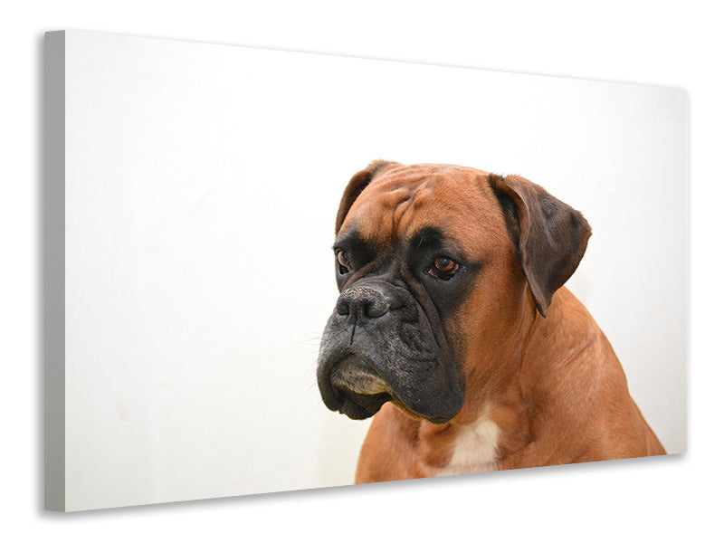 canvas-print-boxer-the-watchdog