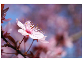 canvas-print-close-up-cherry-blossom