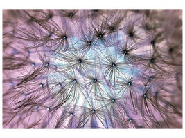 canvas-print-dandelion-in-the-light-play