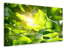 canvas-print-go-green