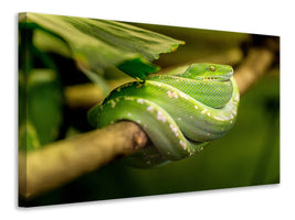 canvas-print-green-snake