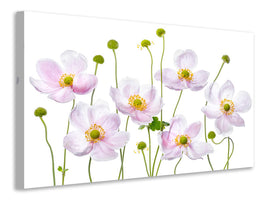 canvas-print-japanese-anemones