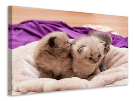 canvas-print-kitten-trio-to-fall-in-love