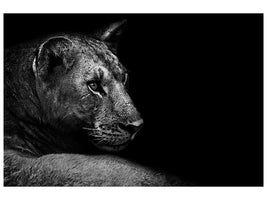 canvas-print-lion