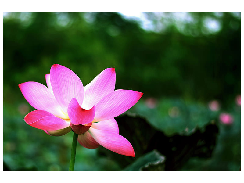 canvas-print-lotus-in-nature