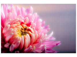 canvas-print-macro-chrysanthemum