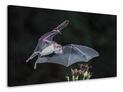 canvas-print-nectar-at-night