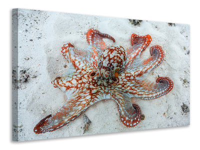 canvas-print-octopus-a