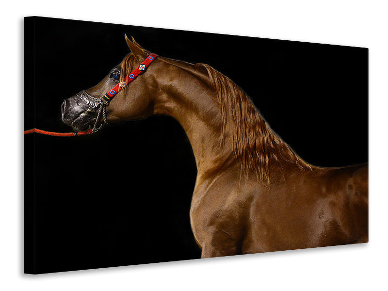 canvas-print-proud-horse