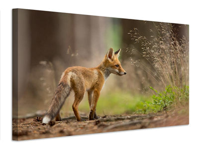 canvas-print-red-fox-xqm