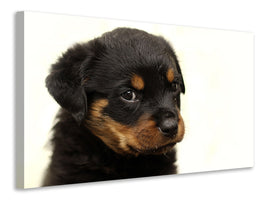 canvas-print-rottweiler-puppy-to-fall-in-love