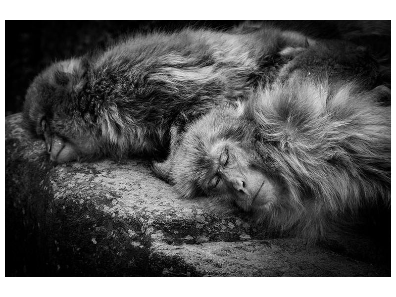 canvas-print-sleeping