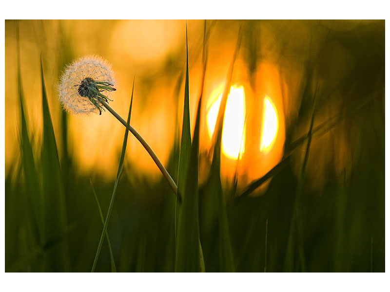 canvas-print-sunbathing