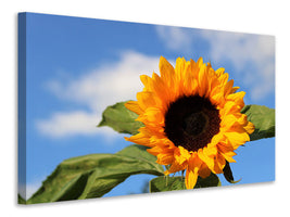 canvas-print-sunflower-in-bloom