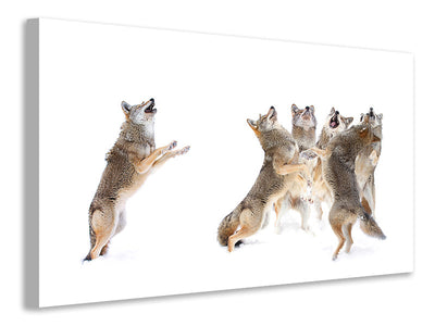 canvas-print-the-choir-coyotes