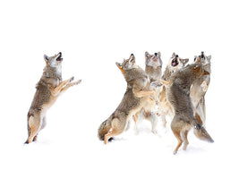 canvas-print-the-choir-coyotes