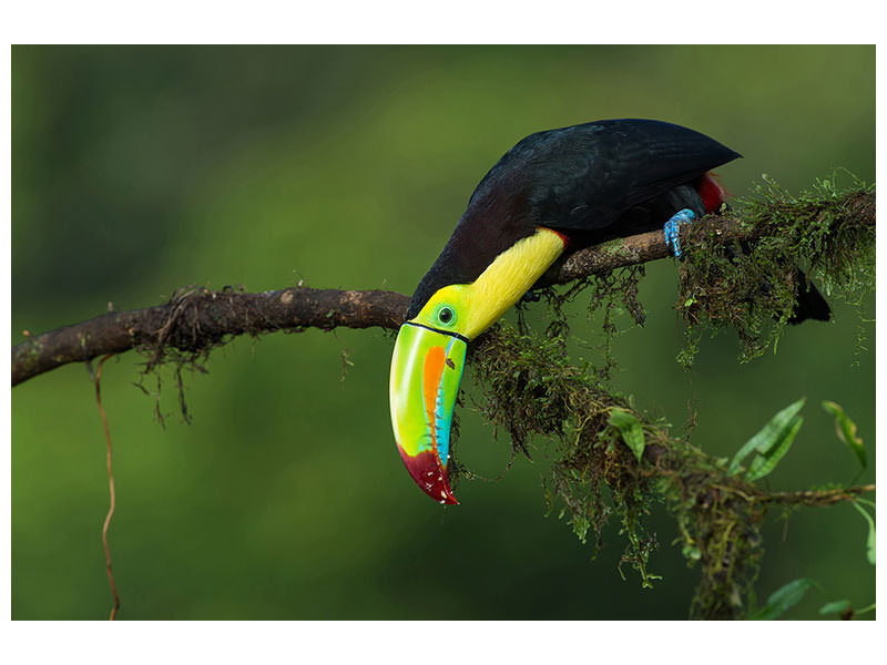 canvas-print-the-colors-of-costa-rica