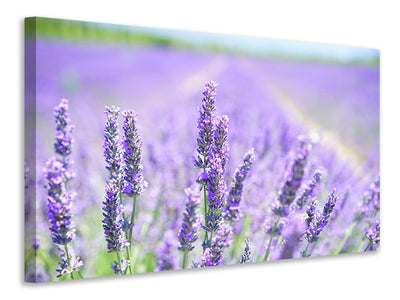 canvas-print-the-lavender-blossom