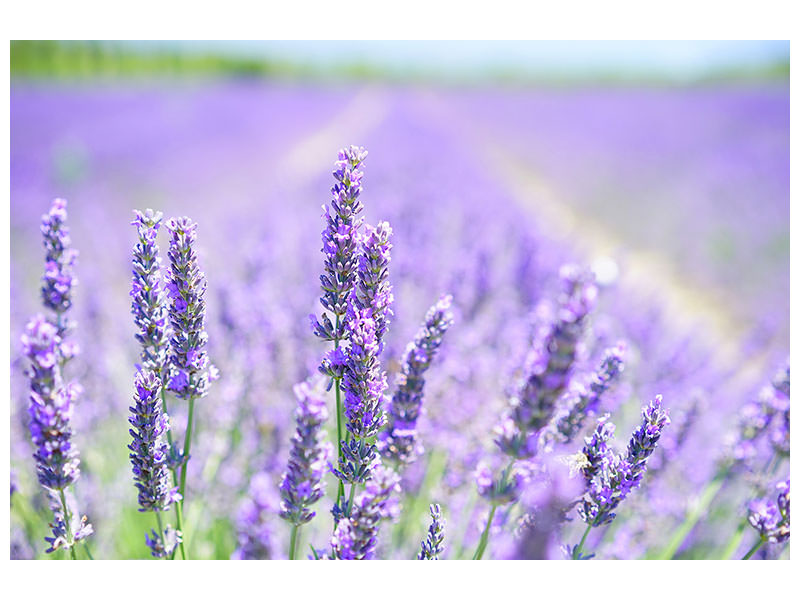 canvas-print-the-lavender-blossom