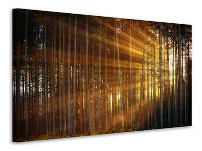 canvas-print-trees-in-sunbeams